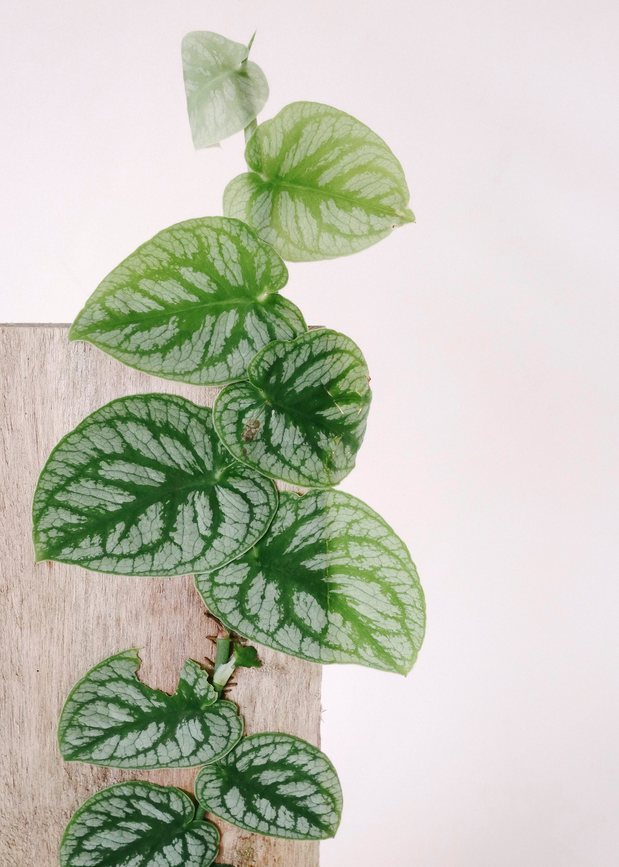 Monstera Dubia