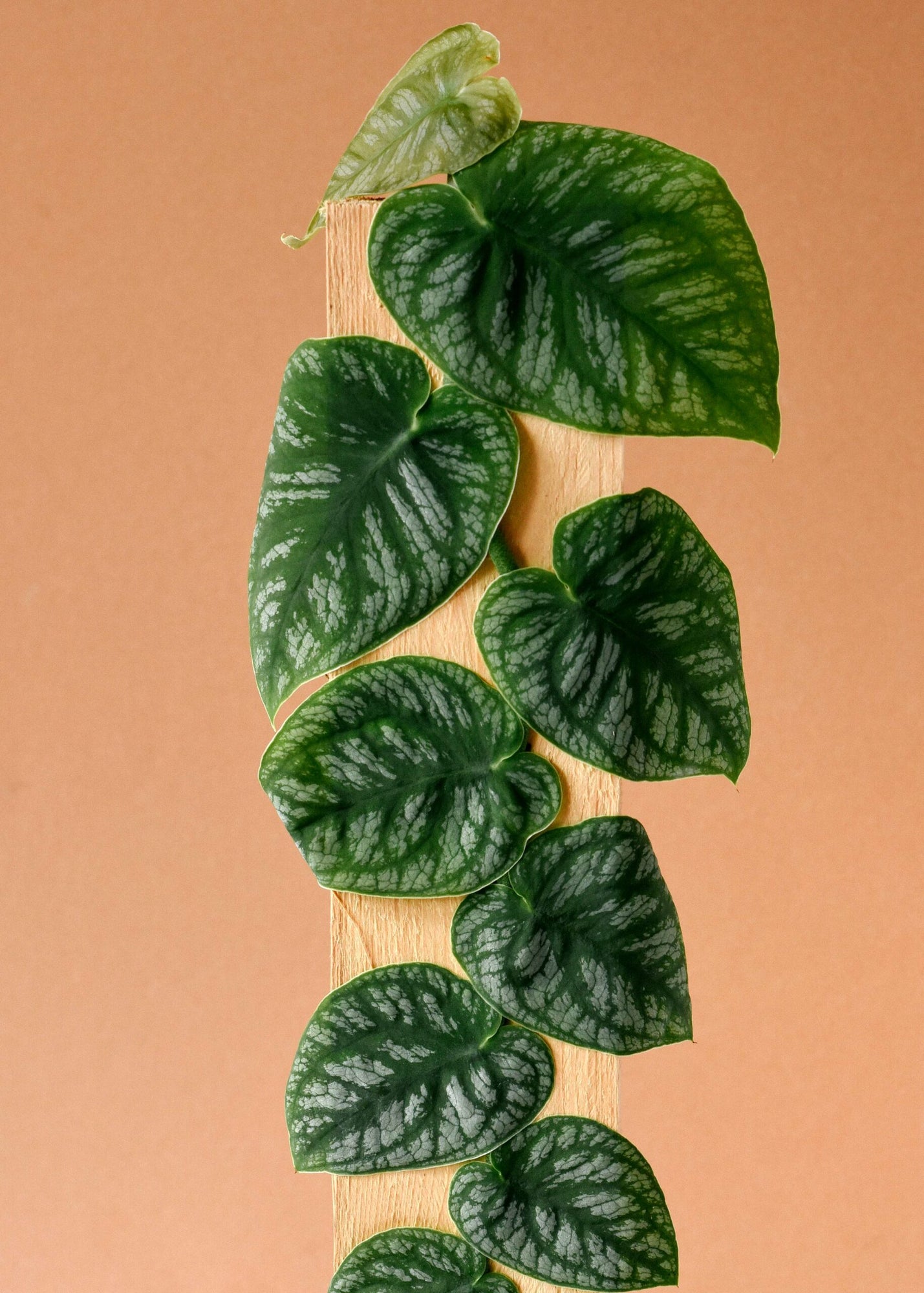 Monstera Dubia Medium -  Geen.