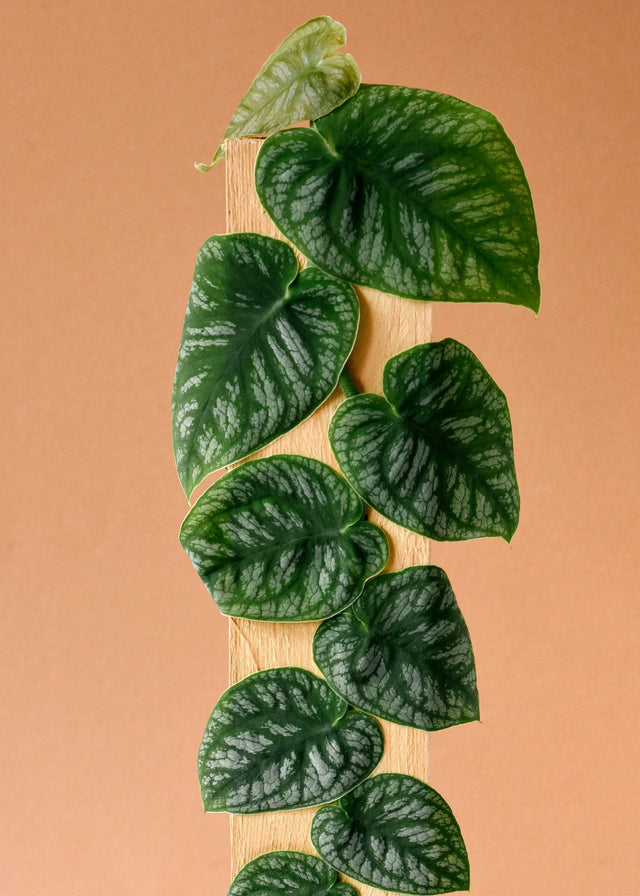 Monstera Dubia Medium -  Geen.