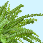 Nephrolepis exaltata ‘Duffii’ (Lemon Button Fern)  close up photo of delicate fronds