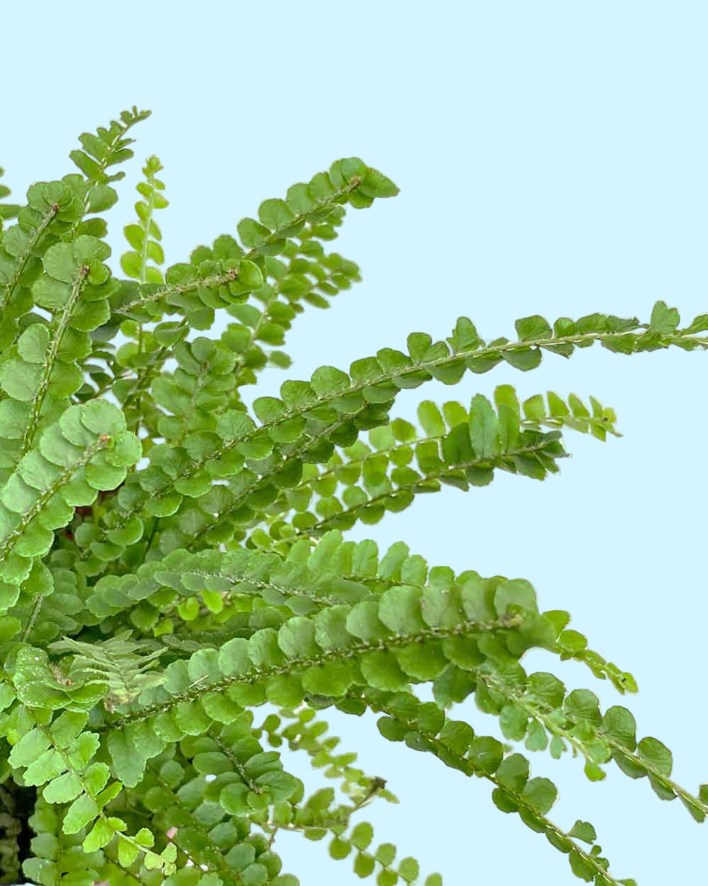 Nephrolepis exaltata ‘Duffii’ (Lemon Button Fern)  close up photo of delicate fronds