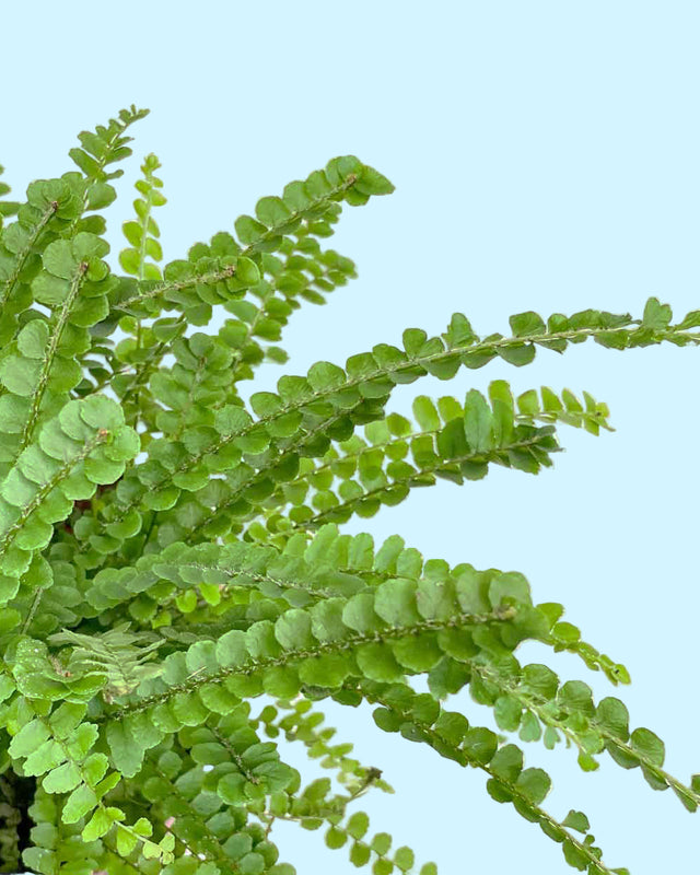 Nephrolepis exaltata ‘Duffii’ (Lemon Button Fern)  close up photo of delicate fronds