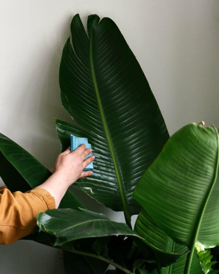 Plant Care Basics