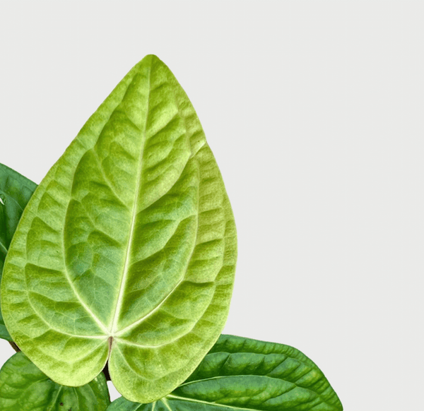 Anthurium Villenaorum x Luxurians - Plant Circle