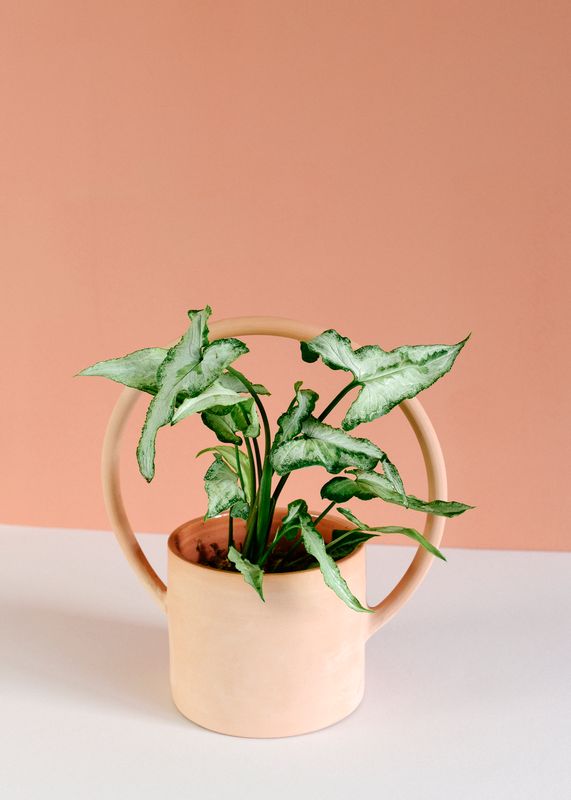 Syngonium Podophyllum Magic Marble de Plant Circle – Mediano, aprox. 25 cm de altura – Maceta de 12 cm