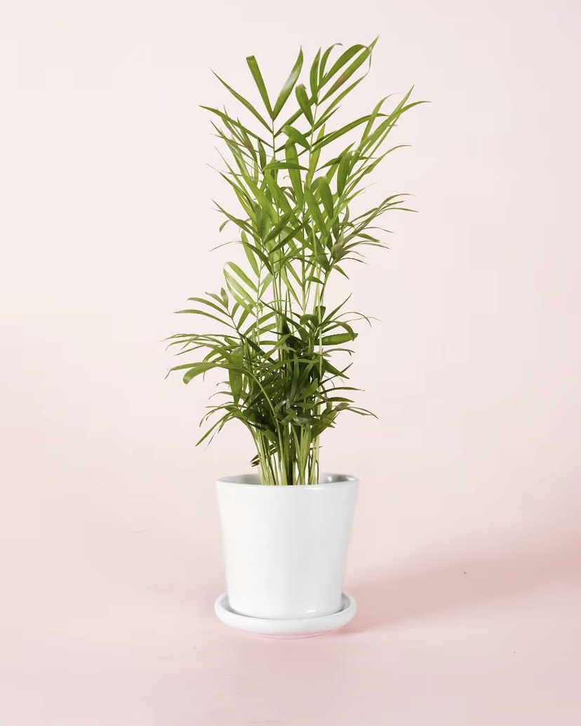 Chamaedorea elegans