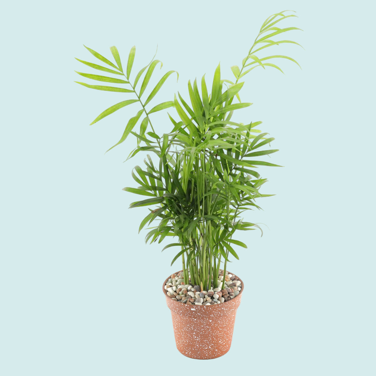 Chamaedorea elegans Medium