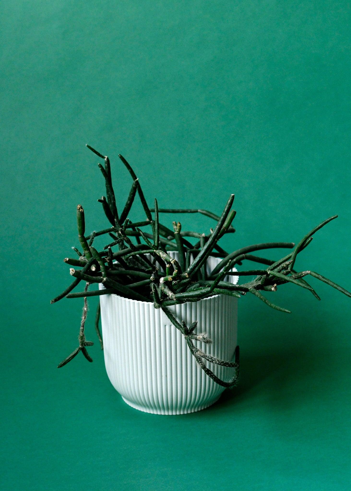 Vibes Fold Planter rose 3