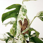 detail of the healthy Epipremnum pinnatum 'Marble Variegata' leaves, with creamy white marbled variegation on green leaves 