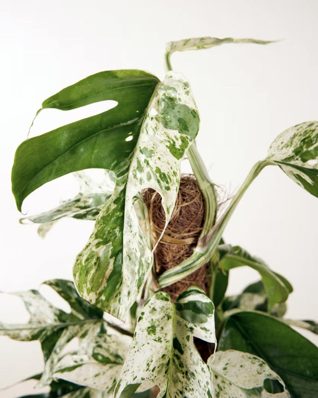 detail of the healthy Epipremnum pinnatum 'Marble Variegata' leaves, with creamy white marbled variegation on green leaves 