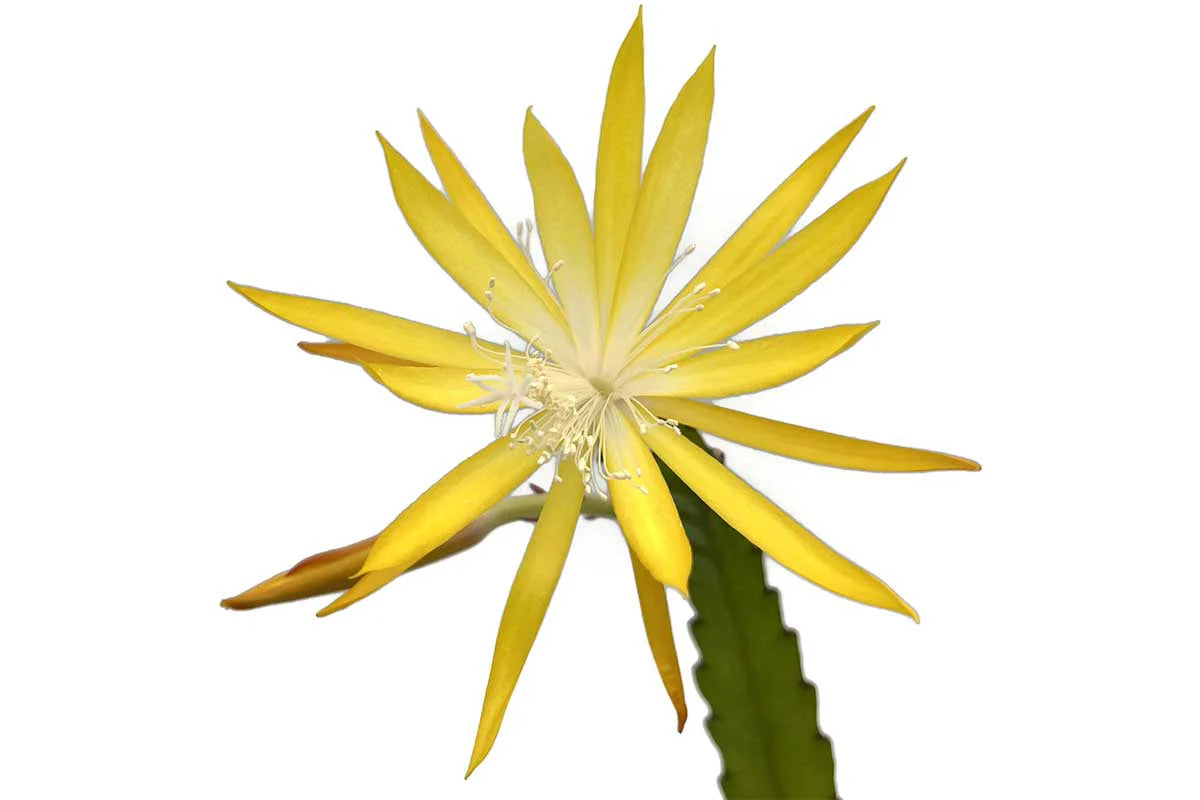 Epiphyllum 'Fruhlings Gold' Medium