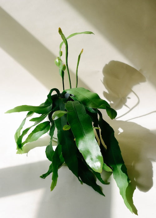 Epiphyllum Oxypetalum Queen of the Night - Plant Circle