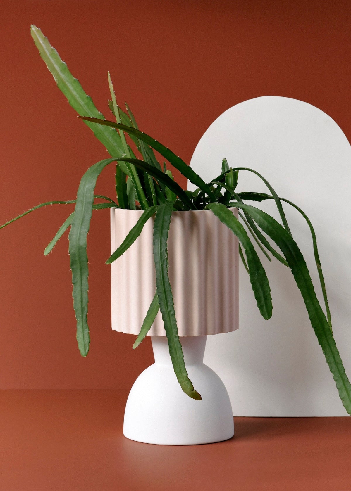 Disocactus (Epiphyllum) ackermannii 'Red tip' Large -  Plant Circle.