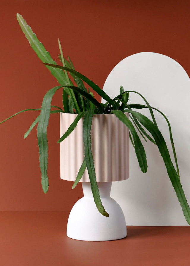 Disocactus (Epiphyllum) ackermannii 'Red tip' Large -  Plant Circle.