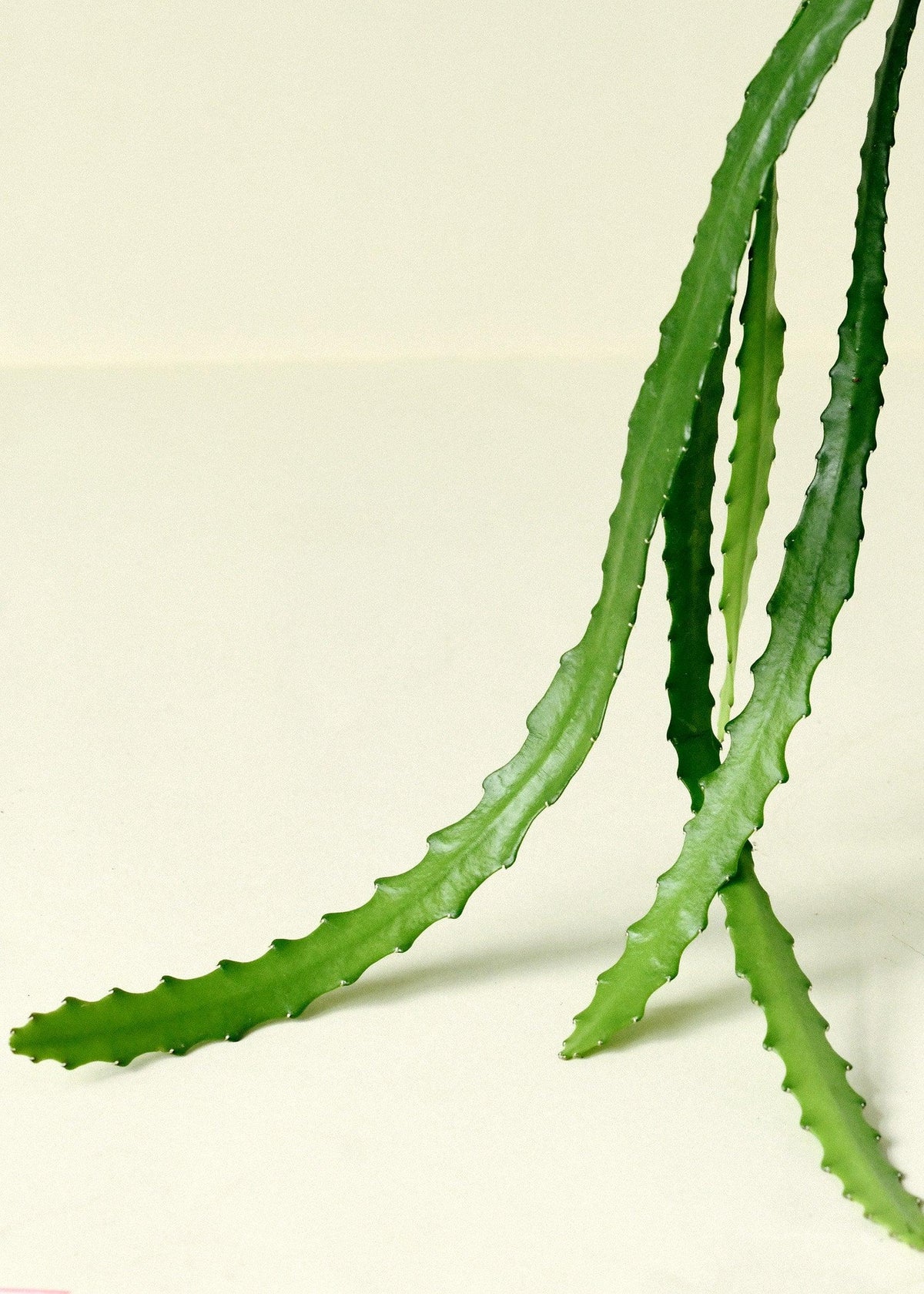 Rhipsalis Monacantha Medium -  Plant Circle.