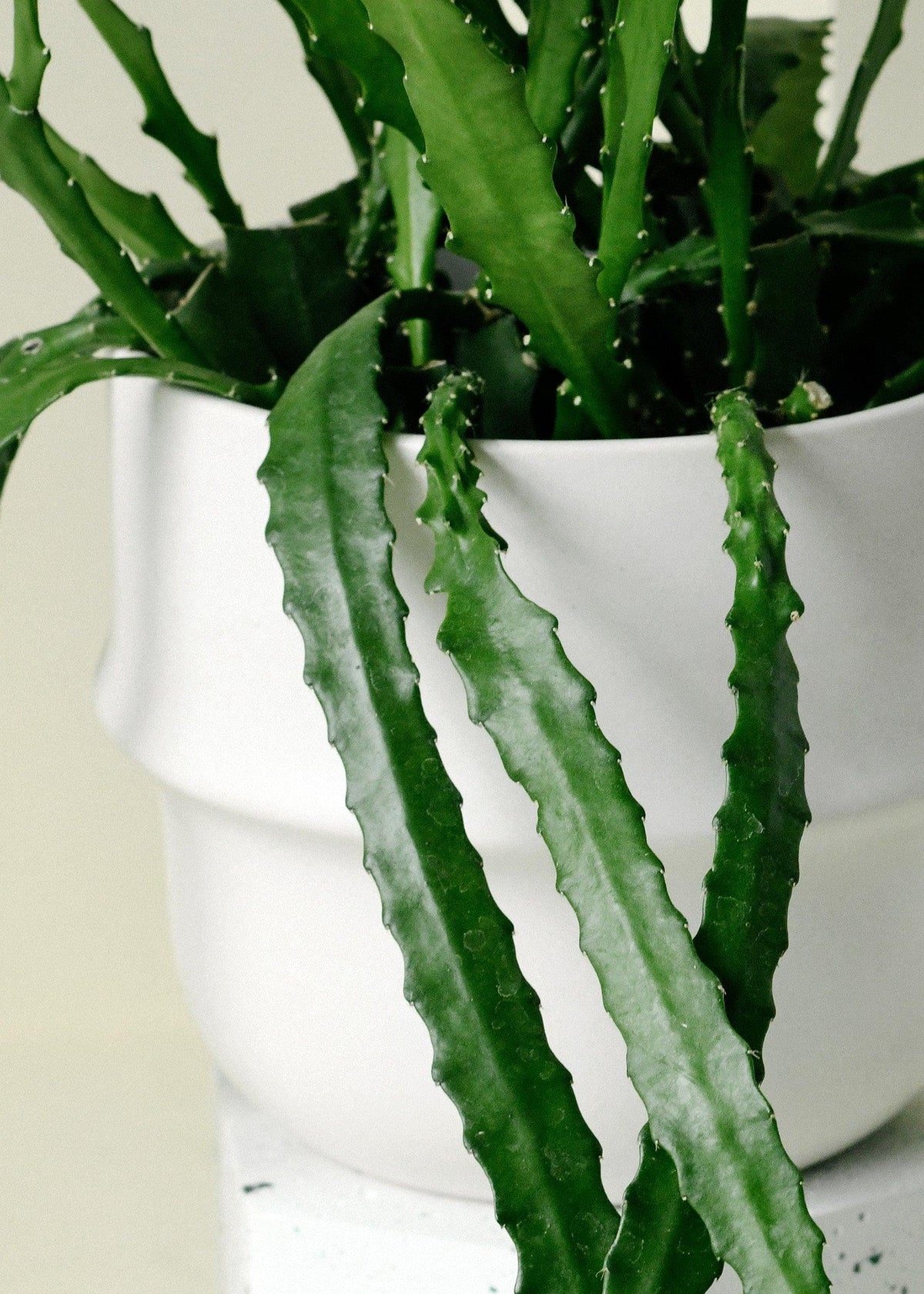 Rhipsalis Monacantha Medium -  Plant Circle.