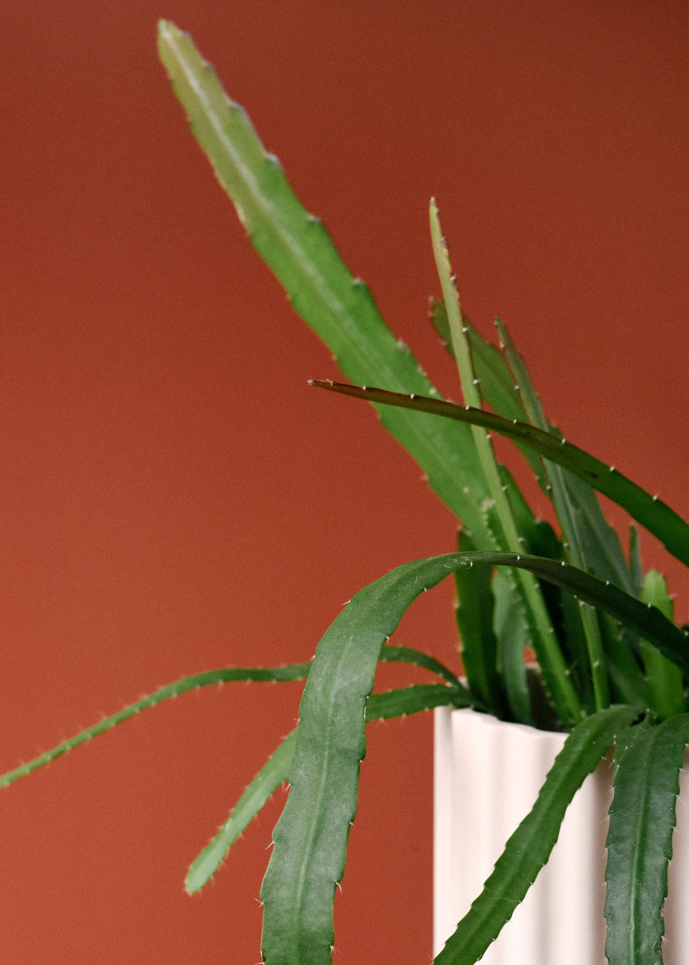 Disocactus (Epiphyllum) ackermannii 'Red tip' Large -  Plant Circle.