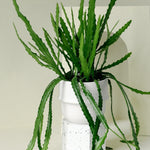 Rhipsalis Monacantha