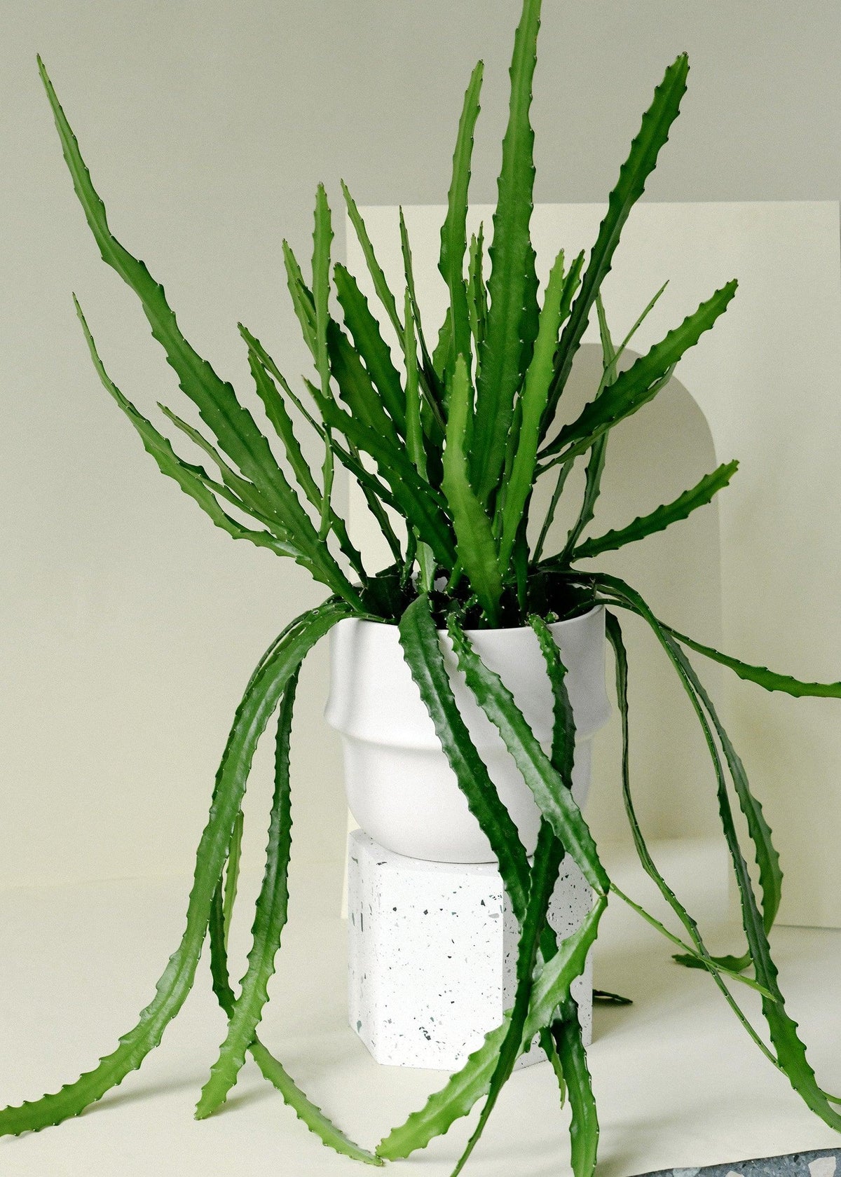 Rhipsalis Monacantha Medium -  Plant Circle.