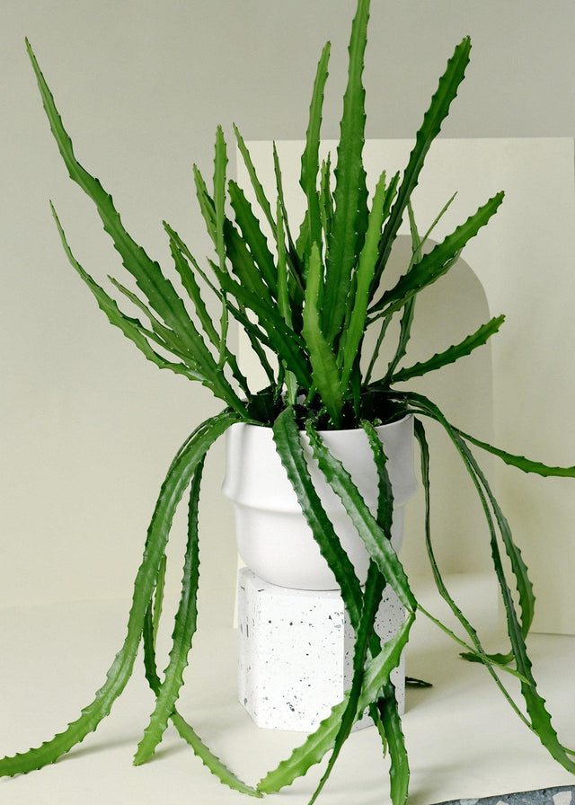 Rhipsalis Monacantha Medium -  Plant Circle.