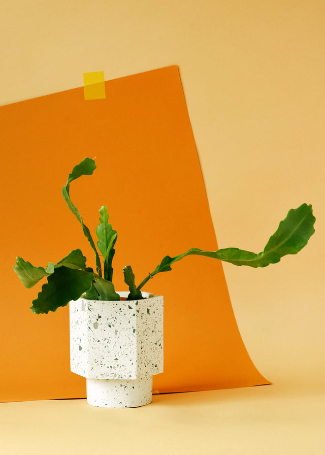 Epiphyllum 'Fruhlings Gold' Medium -  Plant Circle.