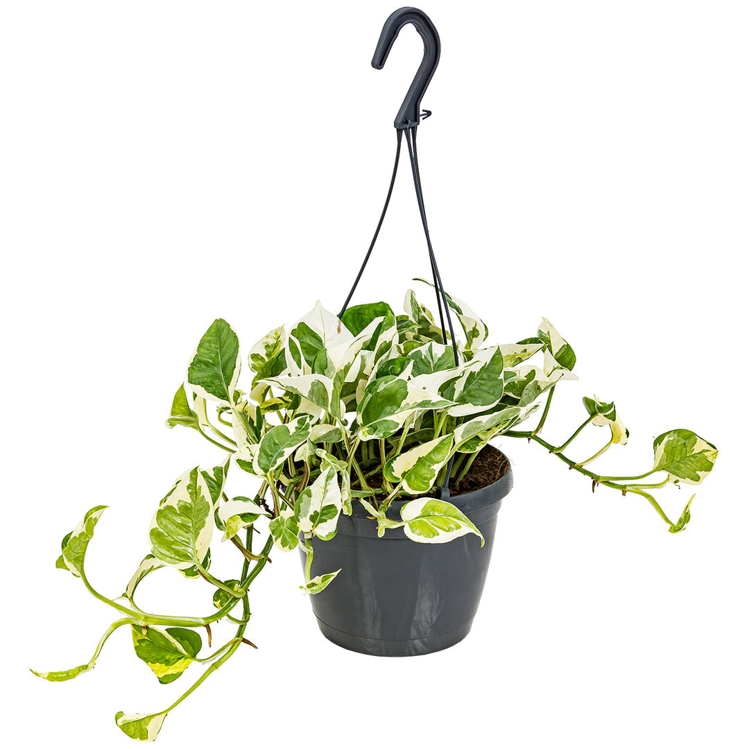 Epipremnum aureum 'N'Joy' 