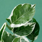 Epipremnum aureum 'N'Joy' 