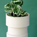 Epipremnum aureum 'N'Joy' with variegated leaves in a white ceramic planter