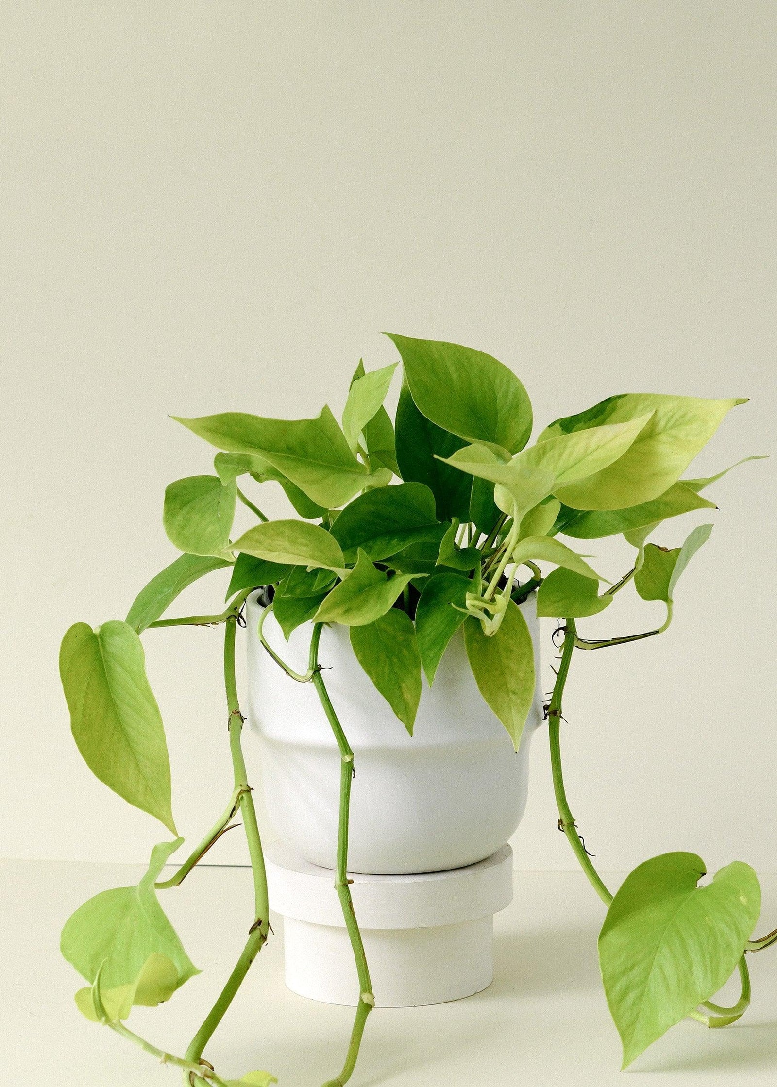 Scindapsus (Epipremnum) 'Aureum' - Golden Pothos – Medium, Approx. 25.0cm height – 15.0cm Pot 3