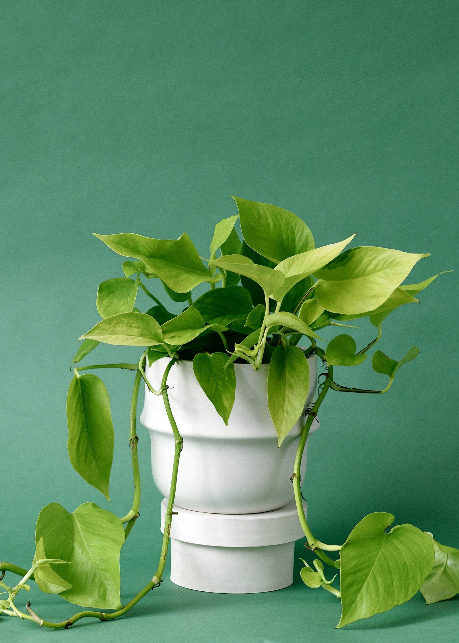 epipremnum aureum neon pothos