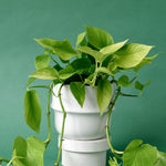 ealthy Epipremnum aureum ‘Neon’ with bright chartreuse leaves trailing from a white indoor pot. A vibrant Neon Pothos perfect for adding color to your houseplant collection.