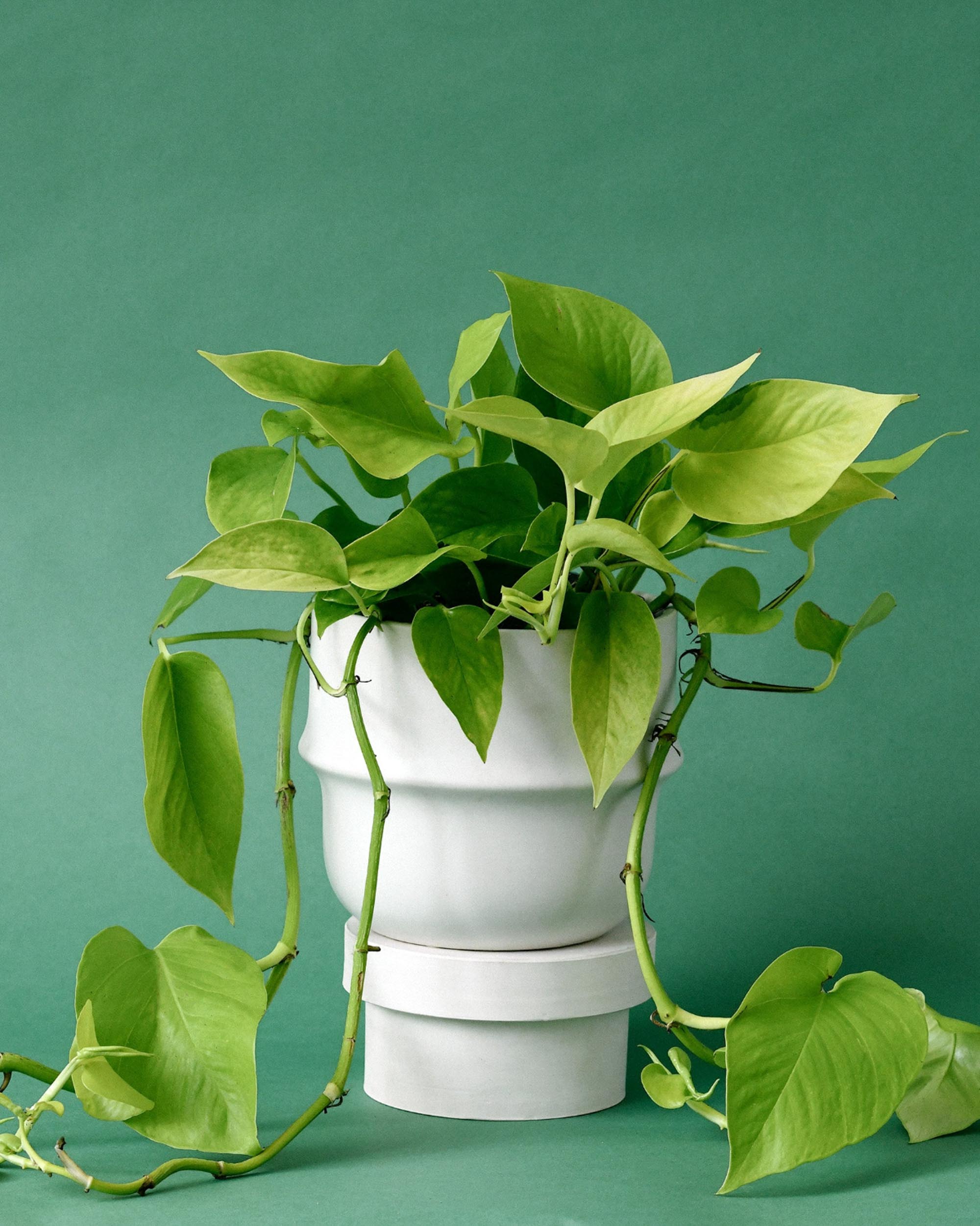 ealthy Epipremnum aureum ‘Neon’ with bright chartreuse leaves trailing from a white indoor pot. A vibrant Neon Pothos perfect for adding color to your houseplant collection.