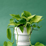 Epipremnum Aureum 'Neon' (Pothos)
