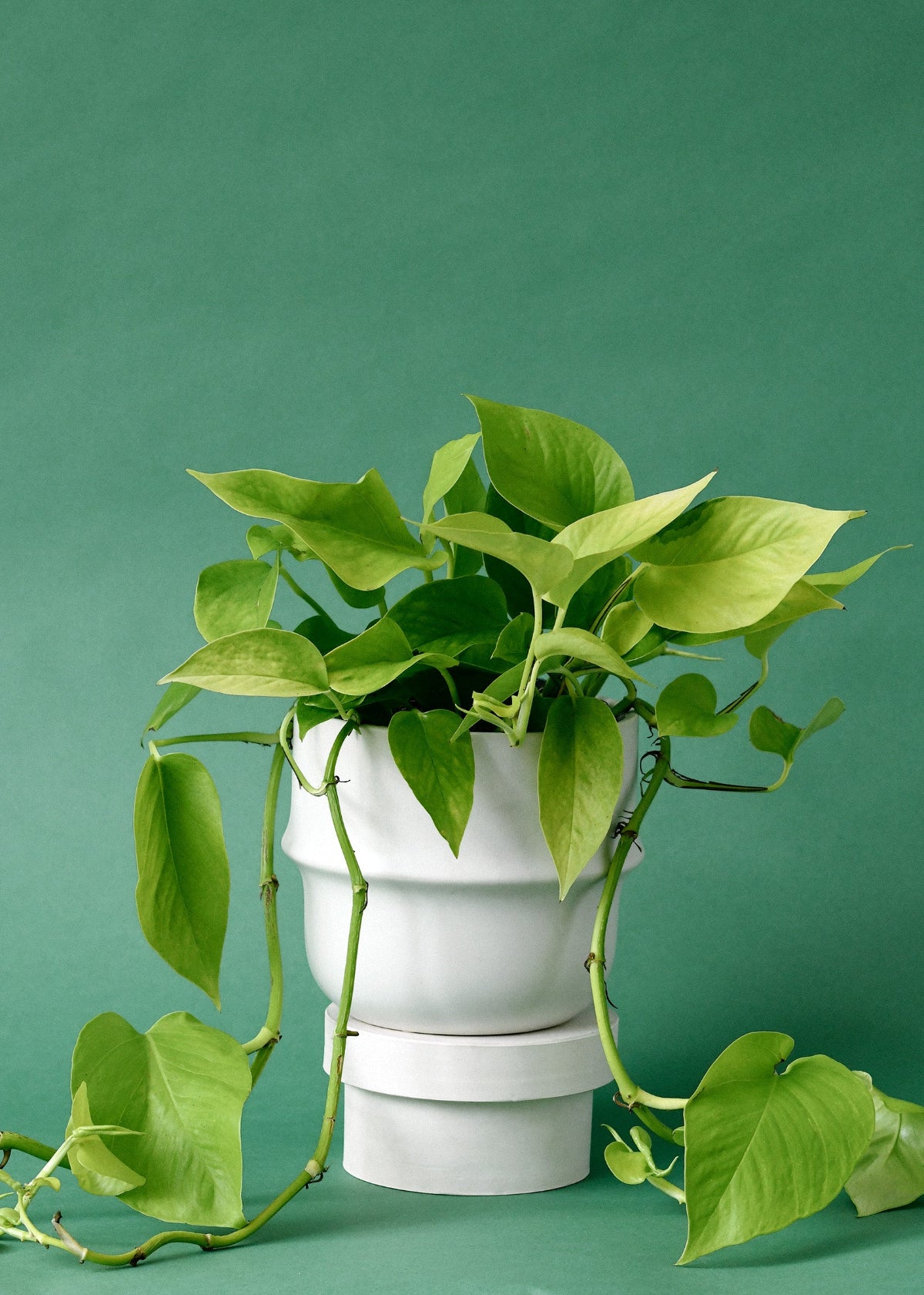 Epipremnum Aureum 'Neon' (Pothos)