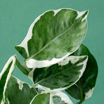 Epipremnum aureum 'N'Joy' 