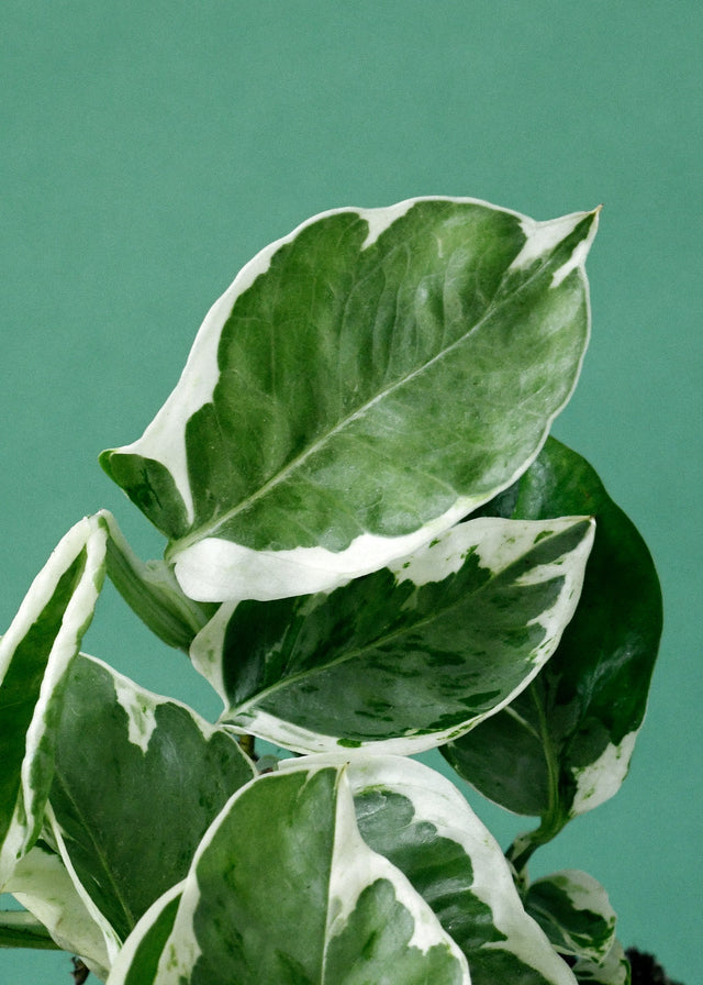 Epipremnum aureum 'N'Joy' 