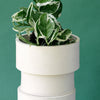 Epipremnum aureum 'N'Joy' 