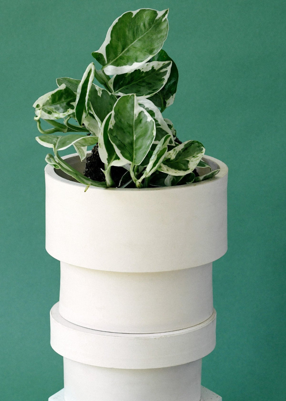 Epipremnum aureum 'N'Joy' with variegated leaves in a white ceramic planter