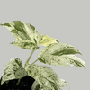 Epipremnum Pinnatum Variegata 'Marble' – Medium, Approx. 20.0cm height – 12.0cm Pot Default Title 1