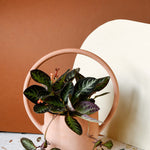 Episcia cupreata 'Silver Shield' (African Flame Violet) Baby