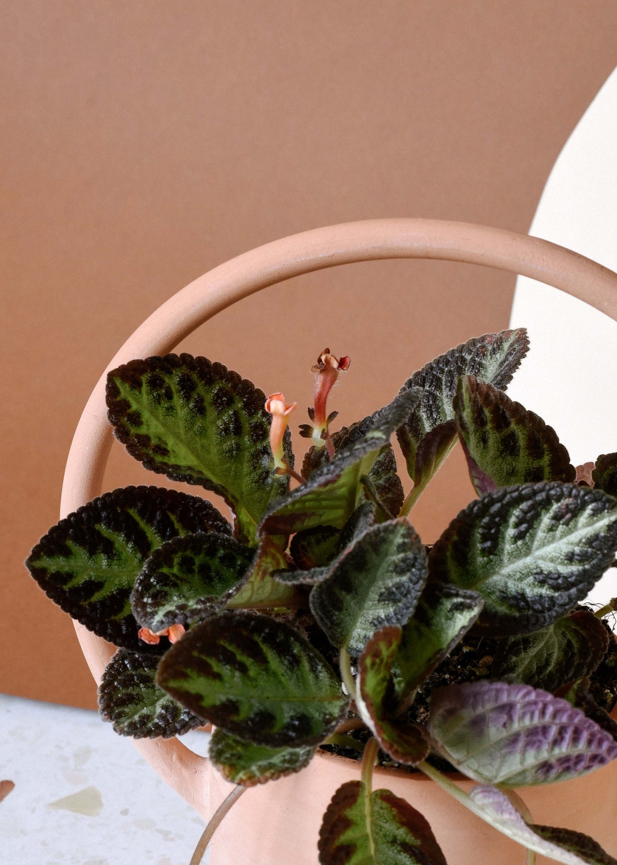 Episcia cupreata 'Silver Shield' (African Flame Violet) Baby