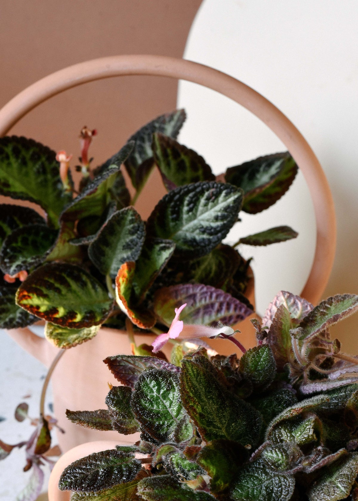 Episcia cupreata 'Silver Shield' (African Flame Violet) Baby