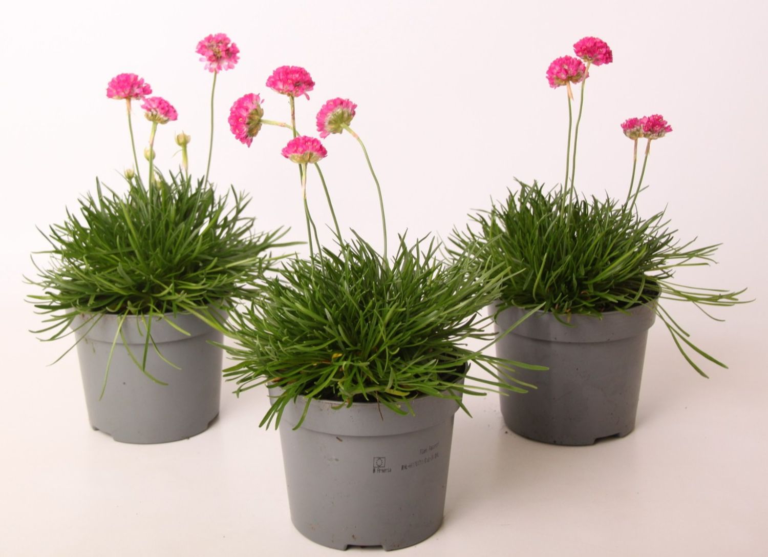 Armeria maritima ‘Abbey Deep Rose’ – Pink Sea Thrift Balcony Plant | 1 or 3 Pack