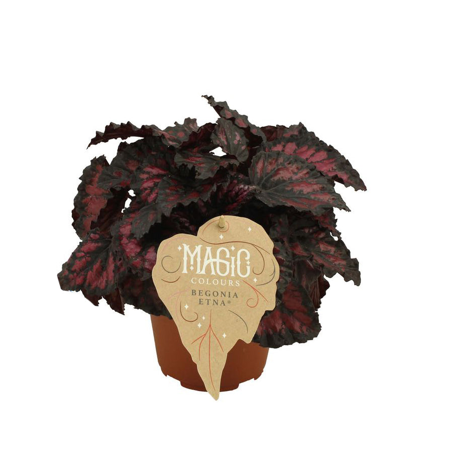 Begonia Rex 'Etna' Medium