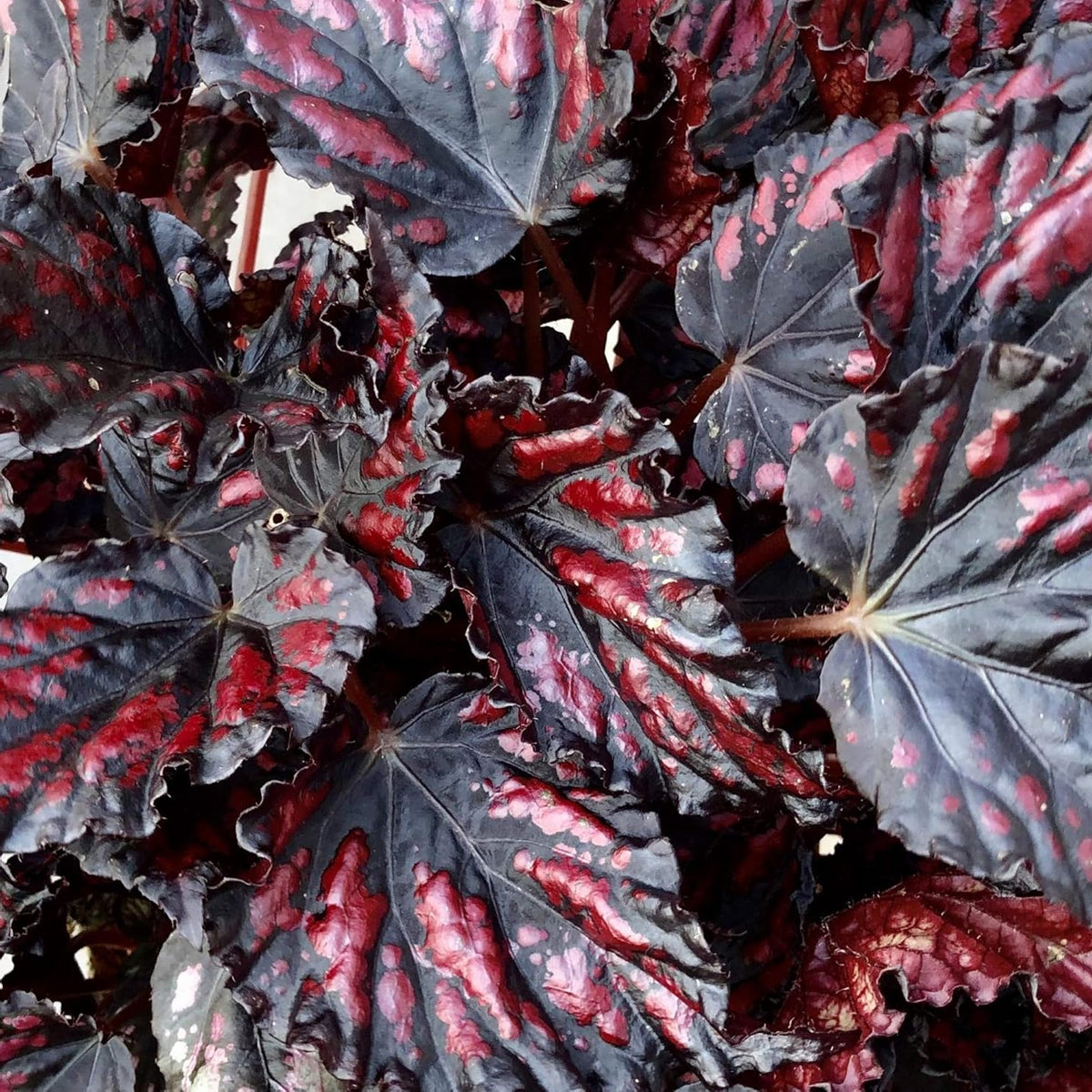 Begonia Rex 'Etna' Medium