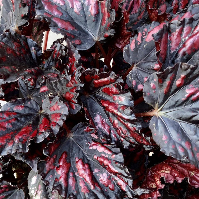 Begonia Rex 'Etna' Medium