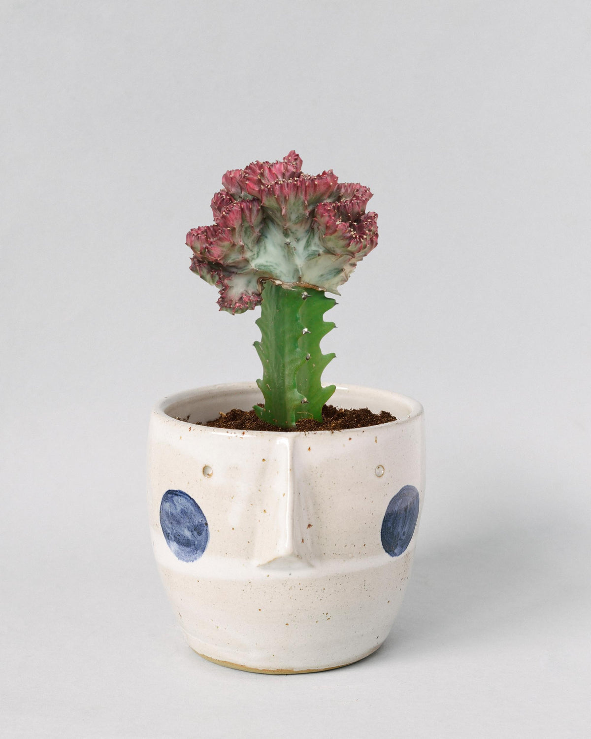 Euphorbia lactea f. crestata aka coral cactus