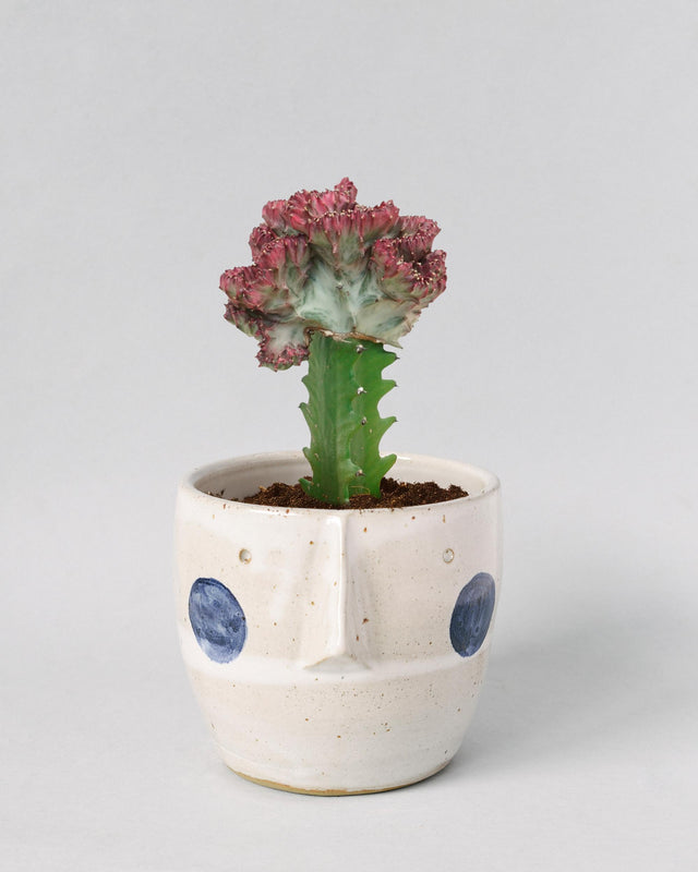 Euphorbia lactea f. crestata aka coral cactus