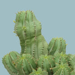 Euphorbia Fruticosa Inermis Medium