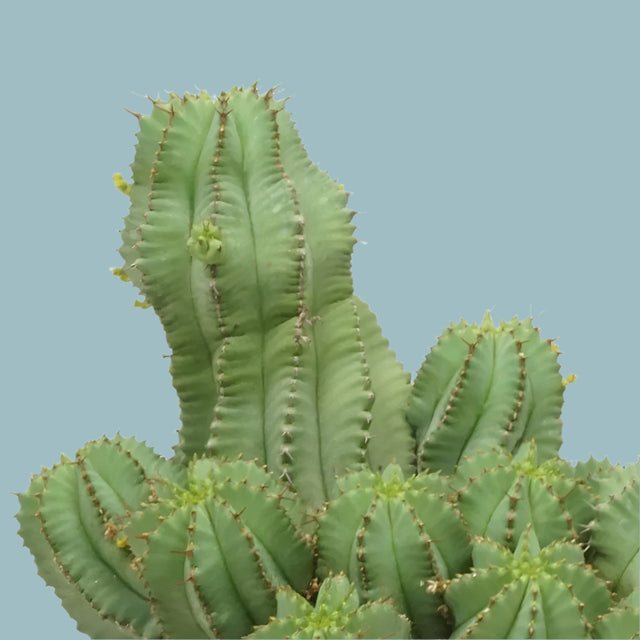 Euphorbia Fruticosa Inermis Medium -  Plant Circle.